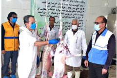 ۶۲ گروه دامپزشکی بر ذبح بهداشتی ماه محم در استان مرکزی نظارت دارند