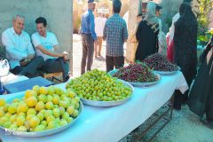 جشنواره آلبالو و گیلاس در خنداب /تصاویر
