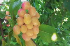 تابستان فصل برداشت میوه از باغات خنداب