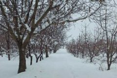 بارش زیبای برف در خنداب