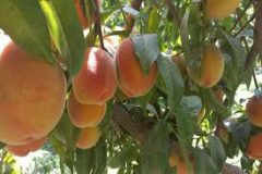 سال آینده سردخانه بخش قره‌چای افتتاح می‌شود