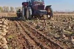 آغاز برداشت چغندرقند از مزارع خنداب