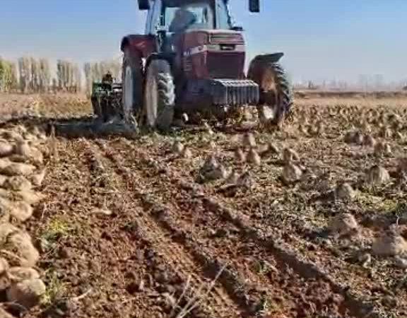 آغاز برداشت چغندرقند از مزارع خنداب